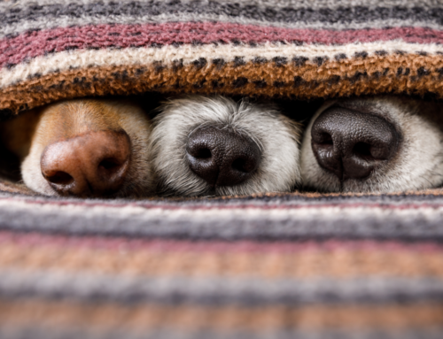 What I’m Grateful For: Dogs, Part 2