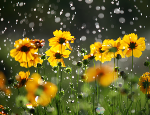 What I’m Grateful For: Rain