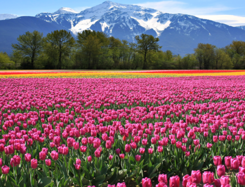 What I’m Grateful For: Tulips